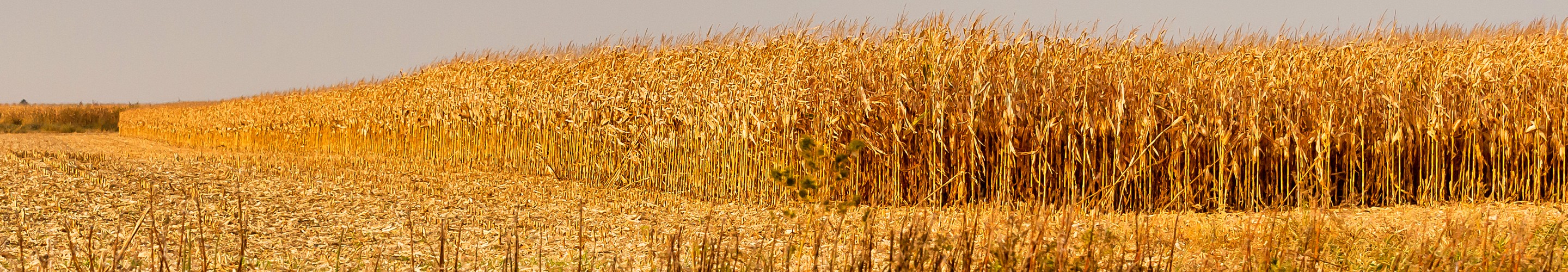 Harvested Cornfield