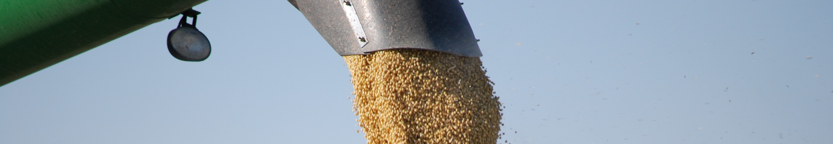 Soybean Harvest